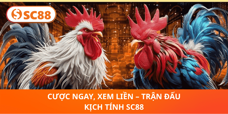 Cược Ngay, Xem Liền – Trận Đấu Kịch Tính SC88